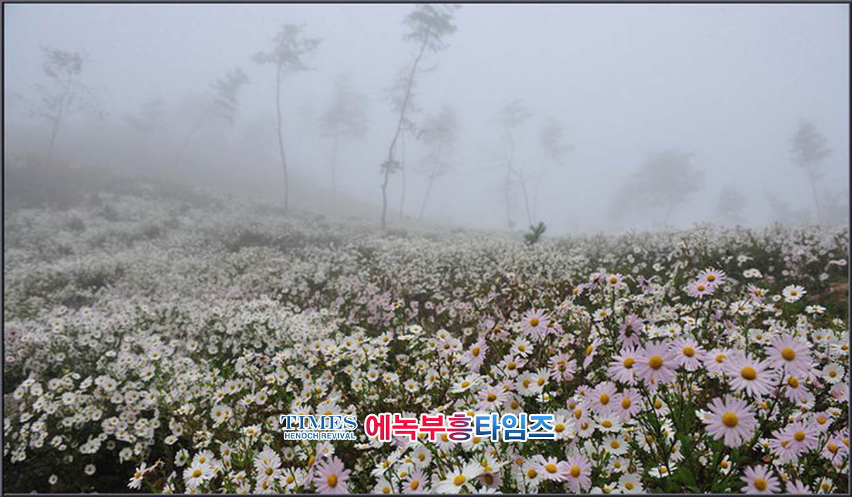사진작가 서명범 목사의 사진으로 보는 창조의 세계- 구절초