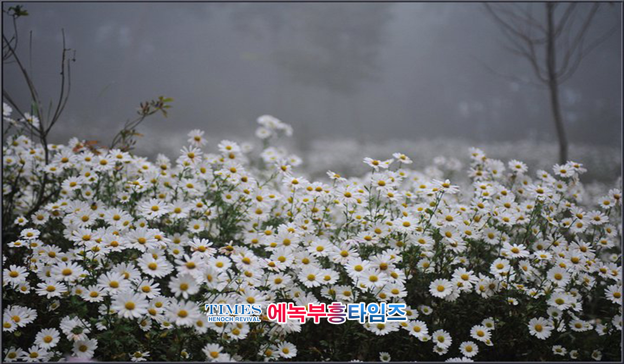 사진작가 서명범 목사의 사진으로 보는 창조의 세계- 구절초