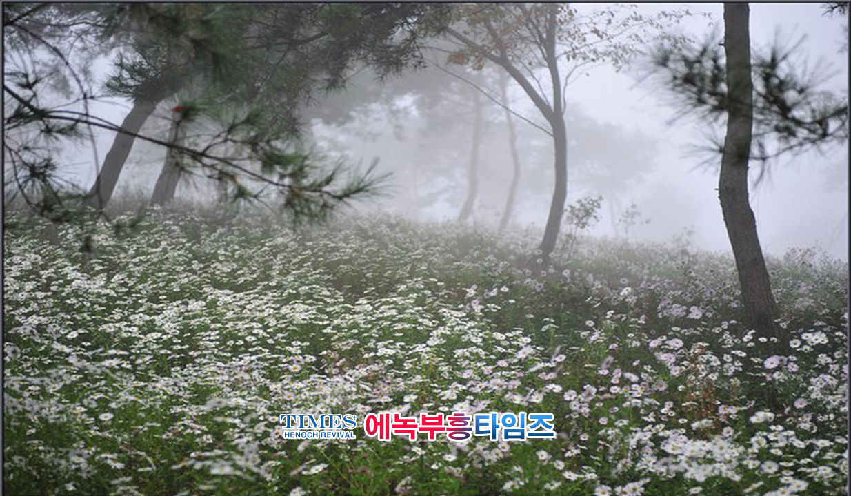 사진작가 서명범 목사의 사진으로 보는 창조의 세계- 구절초