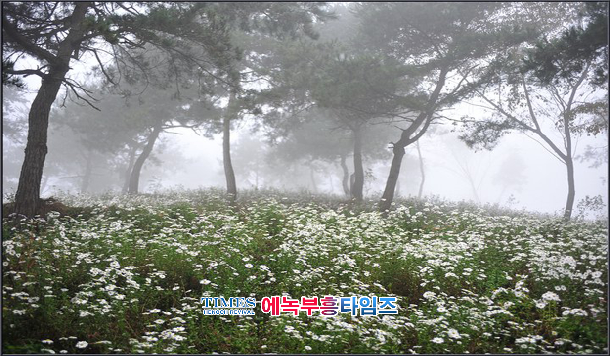 사진작가 서명범 목사의 사진으로 보는 창조의 세계- 구절초