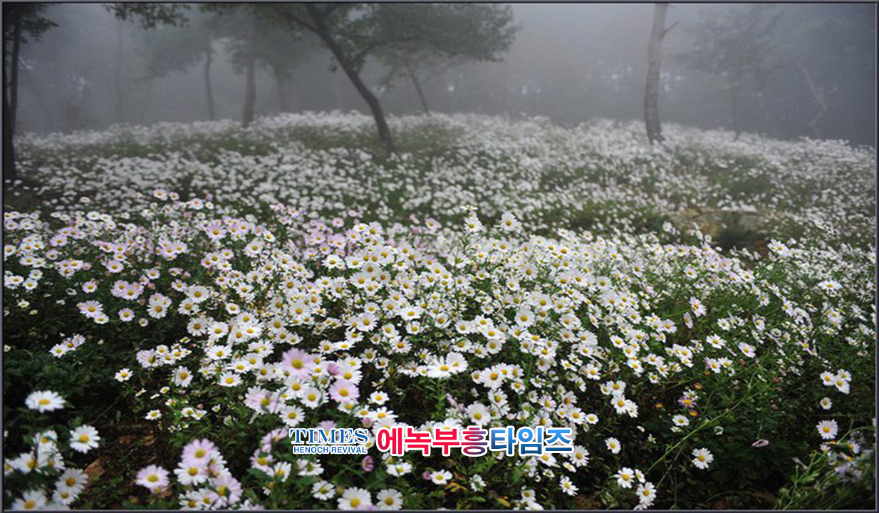 사진작가 서명범 목사의 사진으로 보는 창조의 세계- 구절초