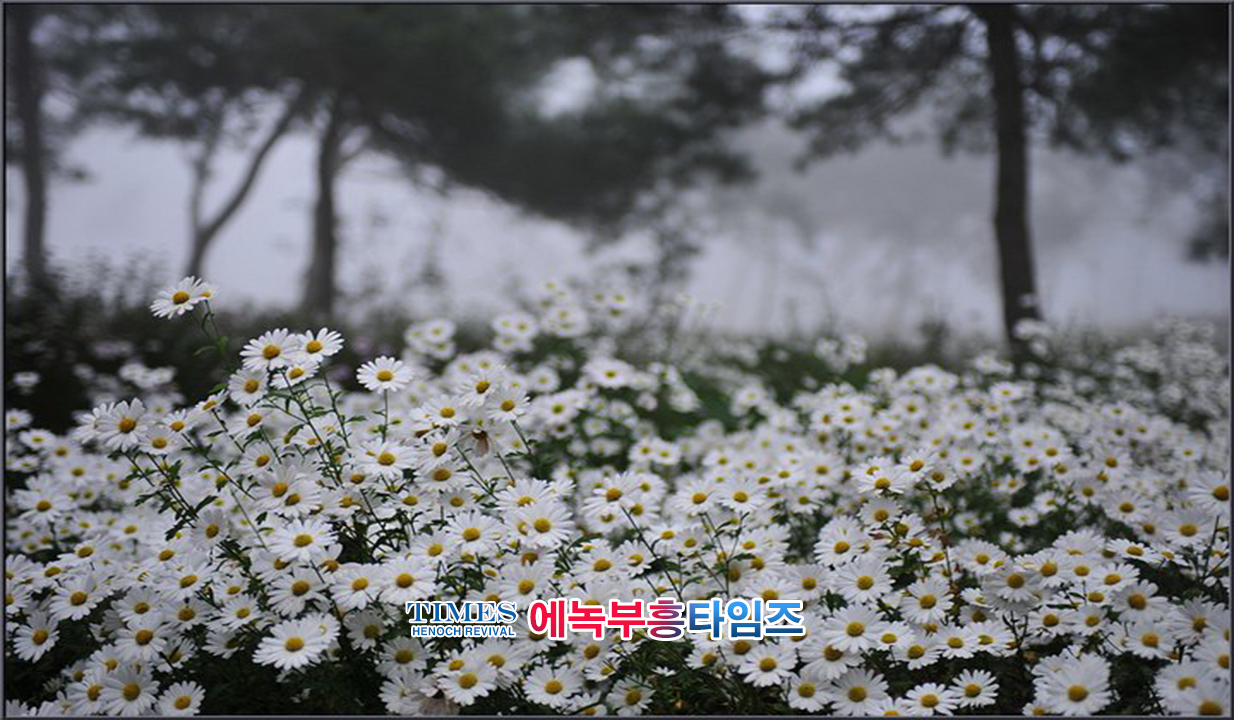 사진작가 서명범 목사의 사진으로 보는 창조의 세계- 구절초