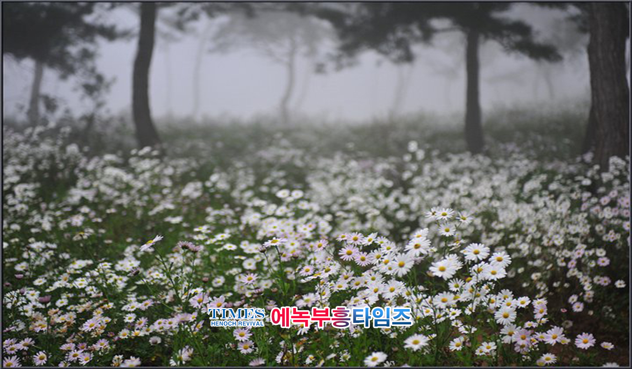 사진작가 서명범 목사의 사진으로 보는 창조의 세계- 구절초