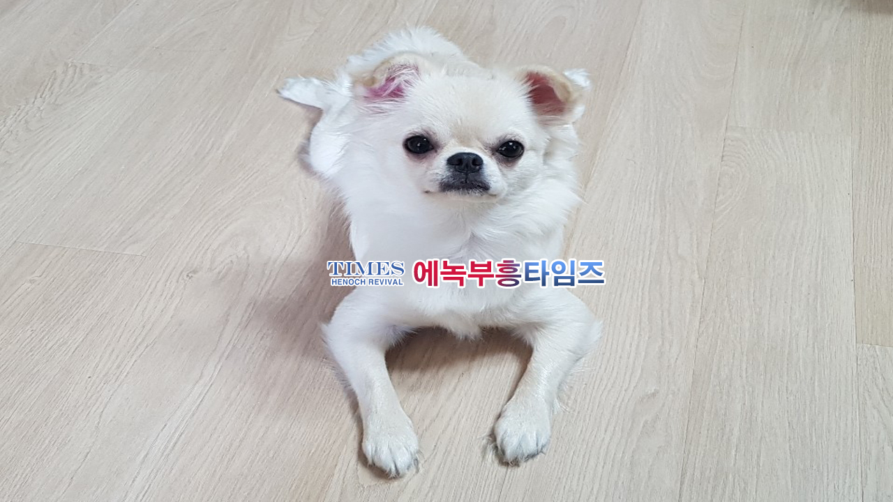 동물등록 19일부터 자진신고 접수 시작 일부 지자체 등록비 선착순 지원