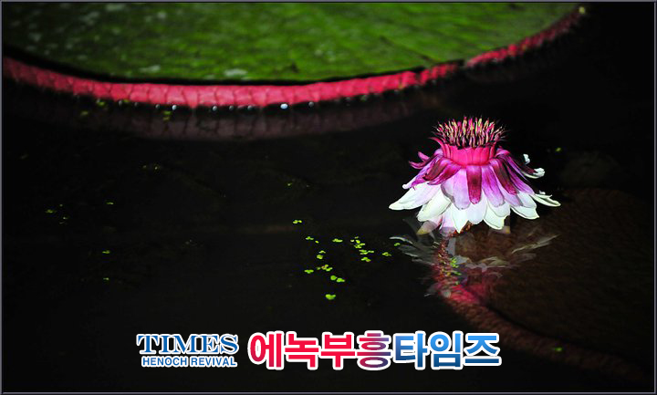 사진작가 서명범 목사의 사진으로 보는 창조의 세계- 여러가지 꽃들 접사 촬영(2)