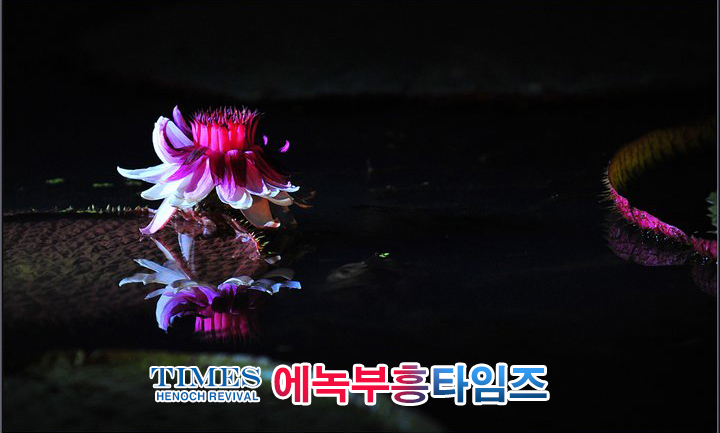 사진작가 서명범 목사의 사진으로 보는 창조의 세계- 여러가지 꽃들 접사 촬영(2)
