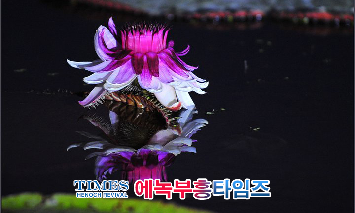 사진작가 서명범 목사의 사진으로 보는 창조의 세계- 여러가지 꽃들 접사 촬영(2)