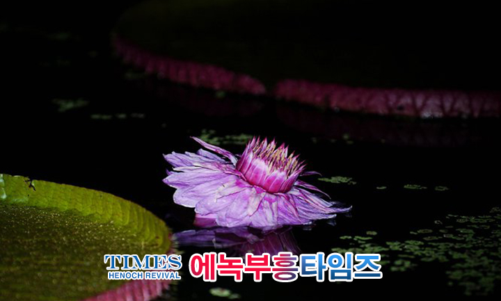 사진작가 서명범 목사의 사진으로 보는 창조의 세계- 여러가지 꽃들 접사 촬영(2)