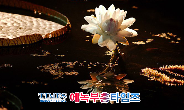 사진작가 서명범 목사의 사진으로 보는 창조의 세계- 여러가지 꽃들 접사 촬영(2)