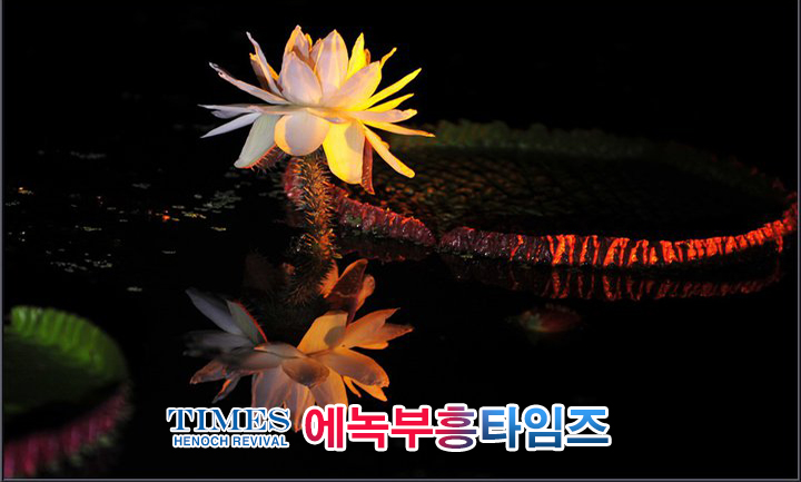 사진작가 서명범 목사의 사진으로 보는 창조의 세계- 여러가지 꽃들 접사 촬영(2)