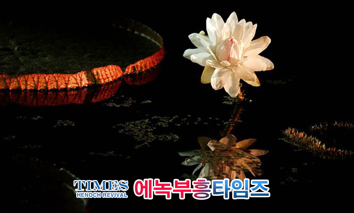 사진작가 서명범 목사의 사진으로 보는 창조의 세계- 여러가지 꽃들 접사 촬영(2)