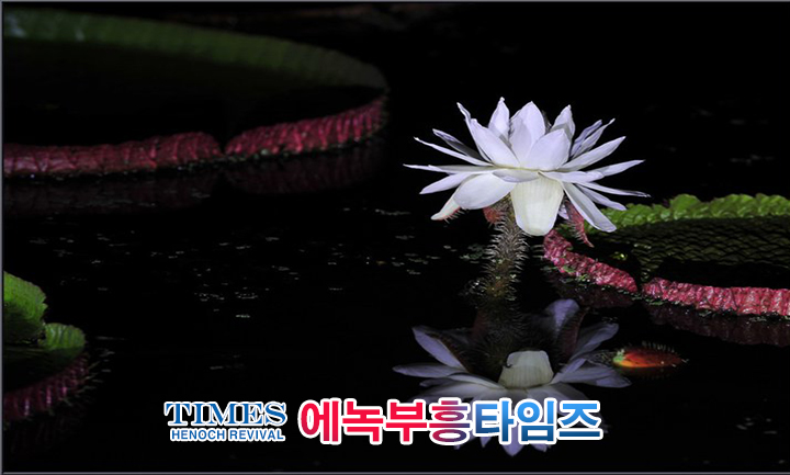 사진작가 서명범 목사의 사진으로 보는 창조의 세계- 여러가지 꽃들 접사 촬영(2)