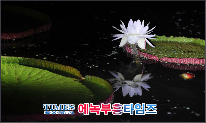 사진작가 서명범 목사의 사진으로 보는 창조의 세계- 여러가지 꽃들 접사 촬영(2)