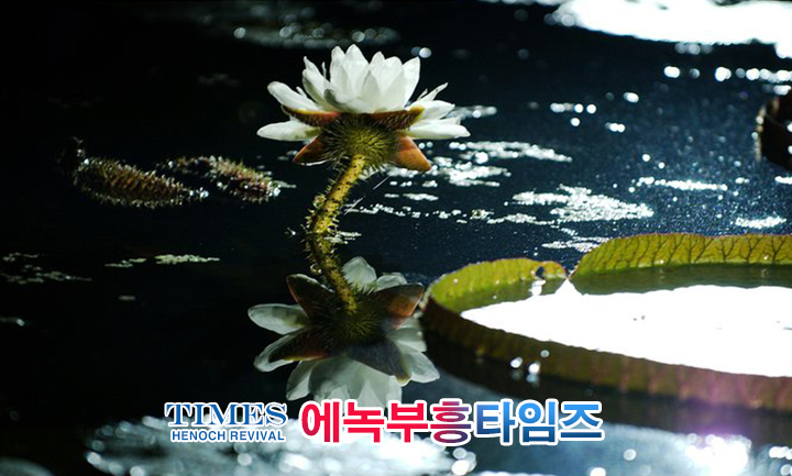 사진작가 서명범 목사의 사진으로 보는 창조의 세계- 여러가지 꽃들 접사 촬영(2)