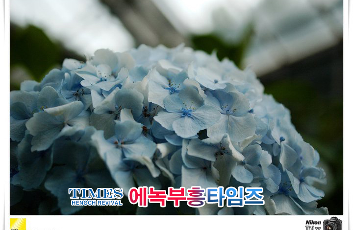 사진작가 서명범 목사의 사진으로 보는 창조의 세계- 여러가지 꽃들 접사 촬영(1)