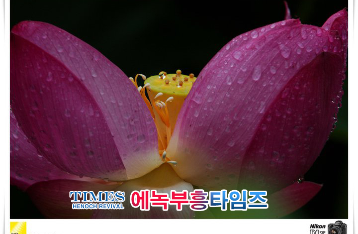 사진작가 서명범 목사의 사진으로 보는 창조의 세계- 여러가지 꽃들 접사 촬영(1)