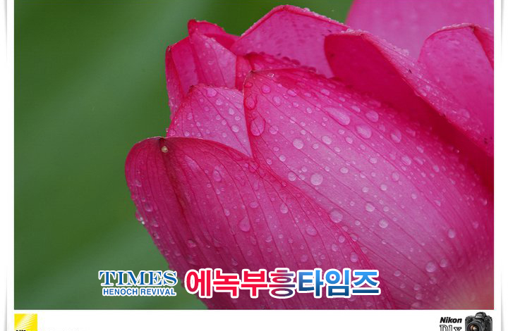사진작가 서명범 목사의 사진으로 보는 창조의 세계- 여러가지 꽃들 접사 촬영(1)