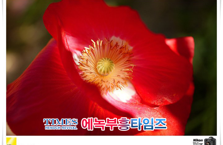 사진작가 서명범 목사의 사진으로 보는 창조의 세계- 여러가지 꽃들 접사 촬영(1)