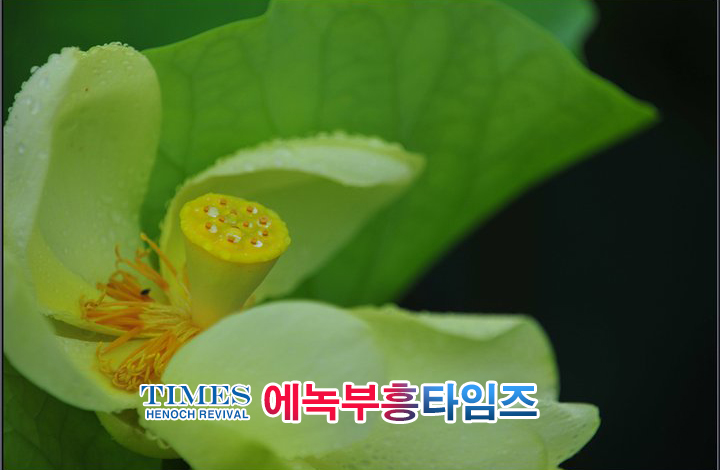 사진작가 서명범 목사의 사진으로 보는 창조의 세계- 여러가지 꽃들 접사 촬영(1)