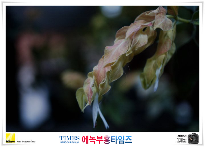 사진작가 서명범 목사의 사진으로 보는 창조의 세계- 여러가지 꽃들 접사 촬영(4)
