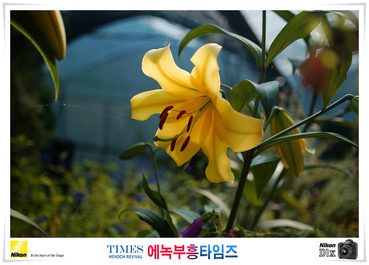 사진작가 서명범 목사의 사진으로 보는 창조의 세계- 여러가지 꽃들 접사 촬영(4)