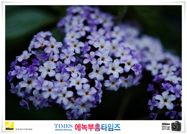 사진작가 서명범 목사의 사진으로 보는 창조의 세계- 여러가지 꽃들 접사 촬영(4)