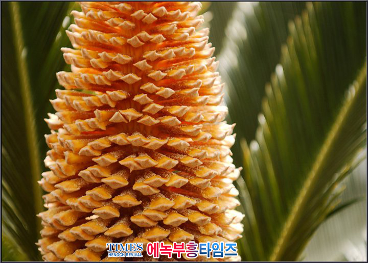 사진작가 서명범 목사의 사진으로 보는 창조의 세계- 여러가지 꽃들 접사 촬영(4)
