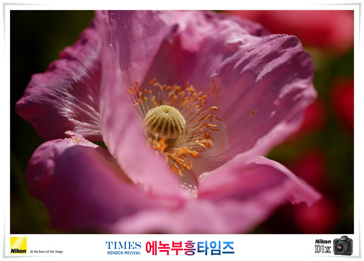 사진작가 서명범 목사의 사진으로 보는 창조의 세계- 여러가지 꽃들 접사 촬영(4)