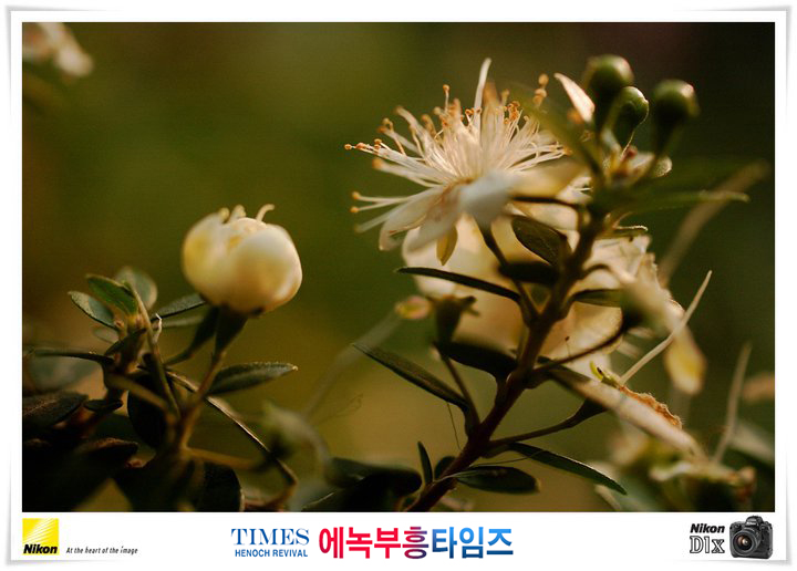 사진작가 서명범 목사의 사진으로 보는 창조의 세계- 여러가지 꽃들 접사 촬영(4)