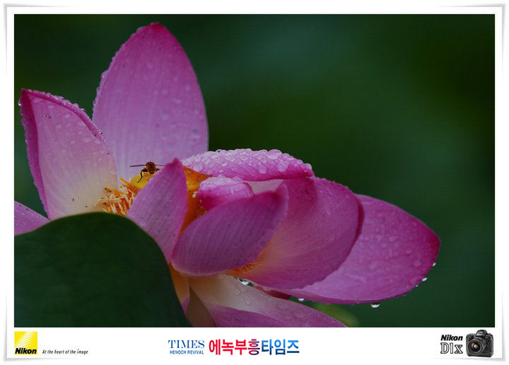 사진작가 서명범 목사의 사진으로 보는 창조의 세계- 여러가지 꽃들 접사 촬영(3)