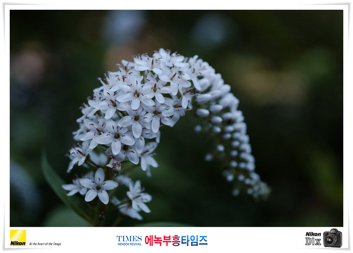 사진작가 서명범 목사의 사진으로 보는 창조의 세계- 여러가지 꽃들 접사 촬영(3)