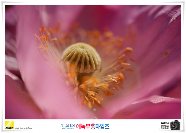 사진작가 서명범 목사의 사진으로 보는 창조의 세계- 여러가지 꽃들 접사 촬영(3)
