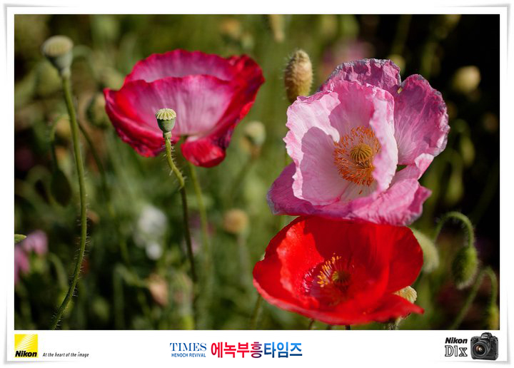 사진작가 서명범 목사의 사진으로 보는 창조의 세계- 여러가지 꽃들 접사 촬영(3)
