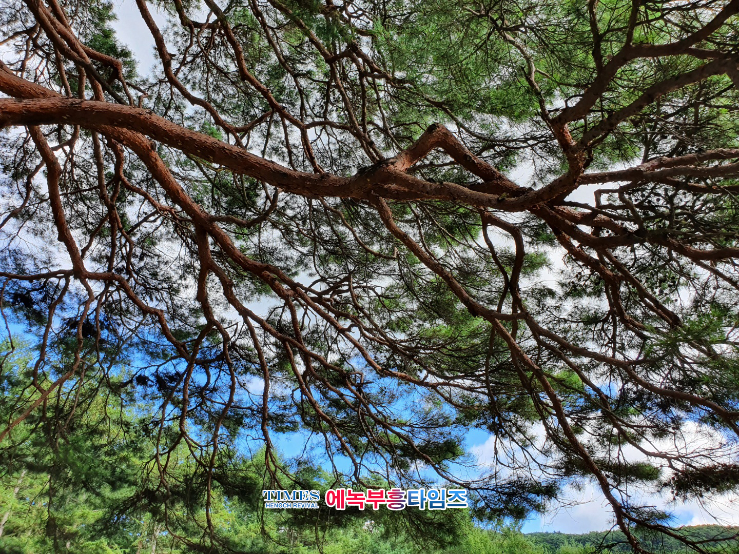 강원도 인제에 있는 300년된소나무/ 찬양사역자 세라임